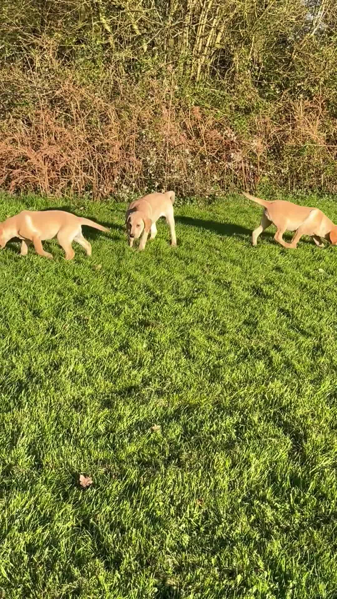 Labrador Retriever dogs for sale: KC Registered Puppies - Video 2