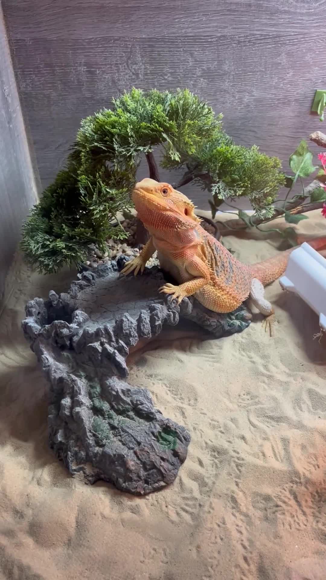 Bearded Dragon reptiles for sale: Bearded dragon  - Video 1