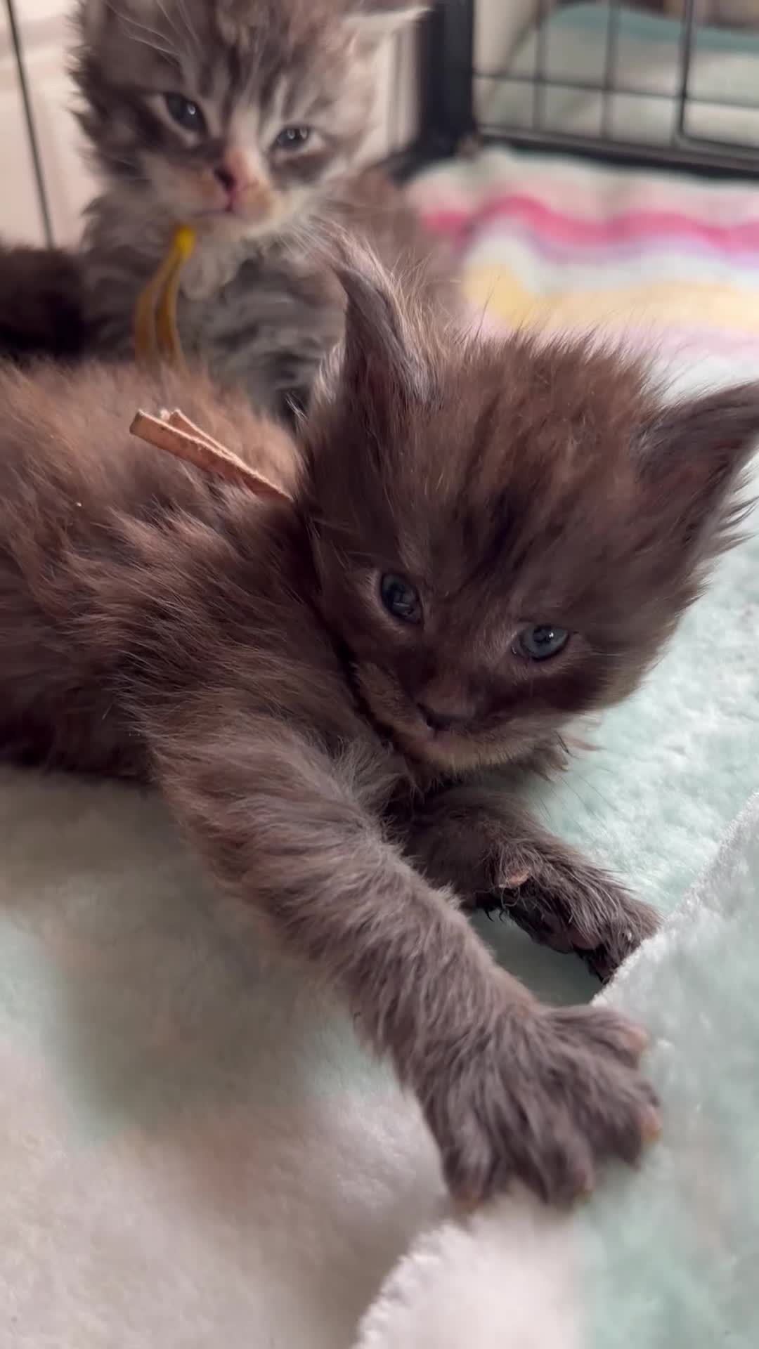 Maine Coon cats for sale: 6 Healthy Newly Born babies - Video 2