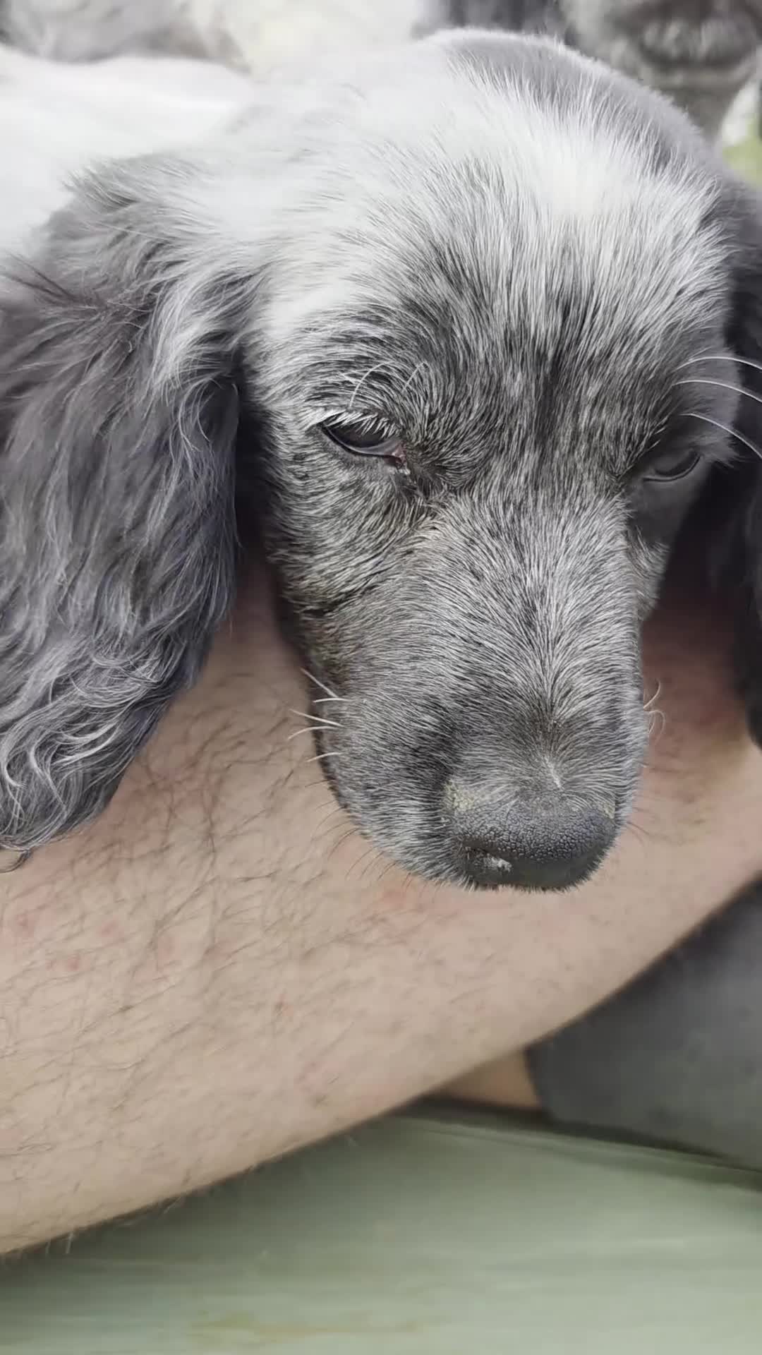 Cocker Spaniel dogs for sale: ❗️5 beautiful cocker spaniel puppies❗️🥰 - Video 2
