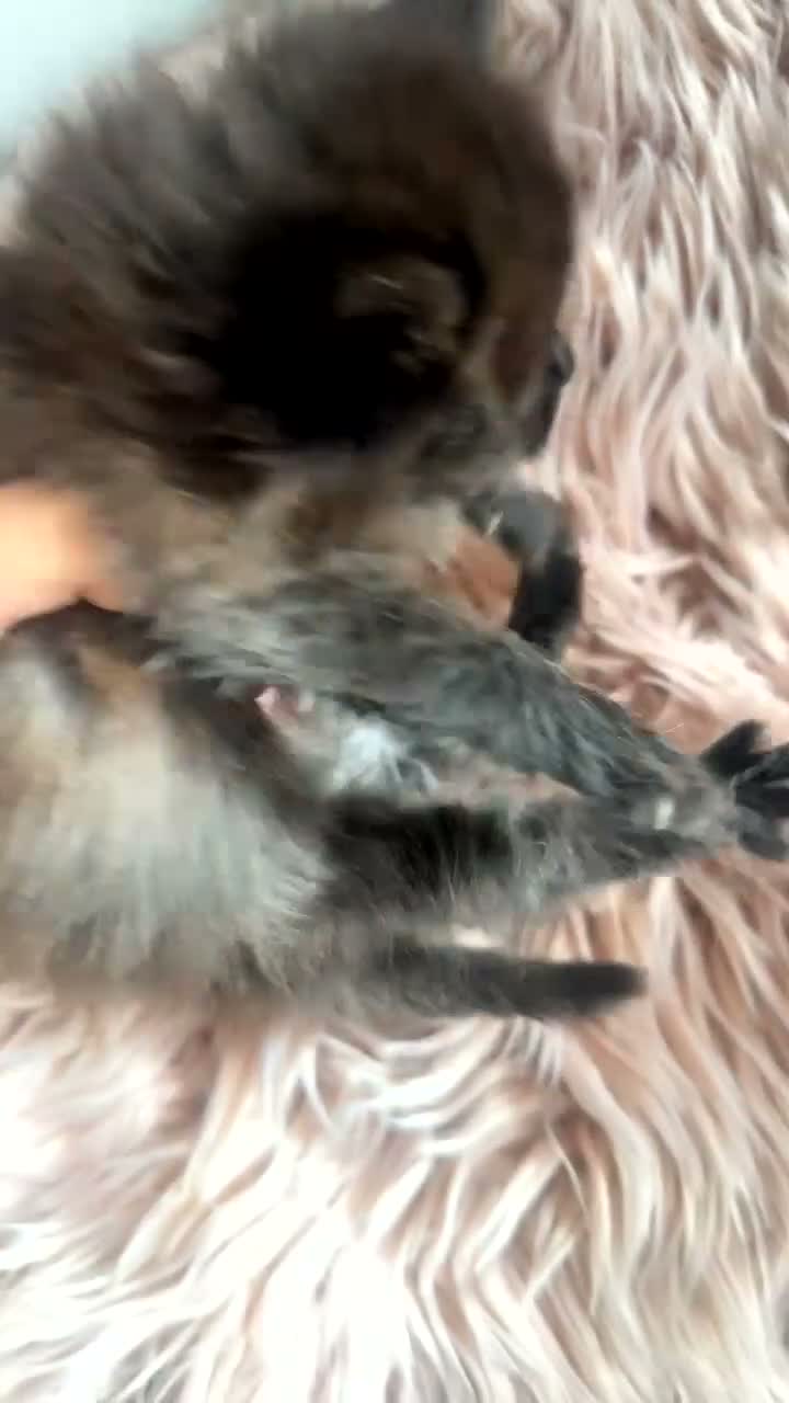 Mixed Breed cats for sale: British shorthair x ragdoll kittens 💕 - Video 3
