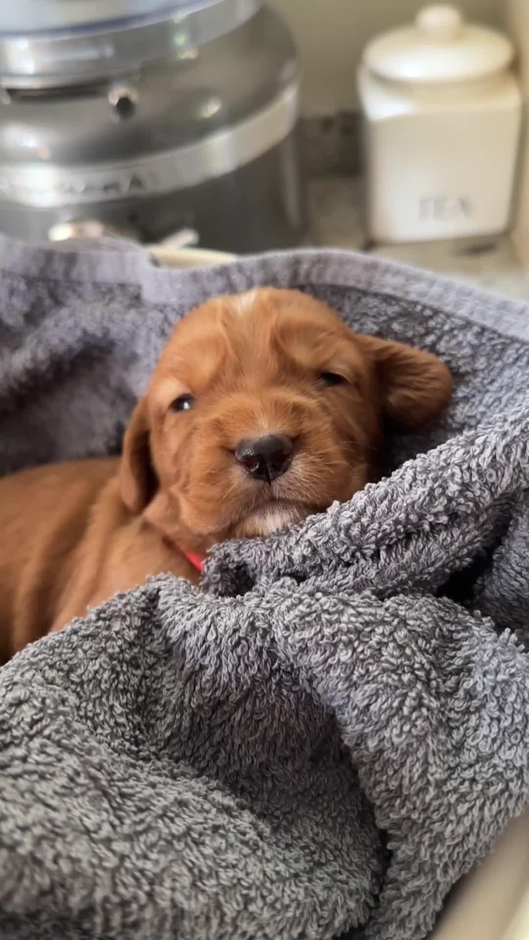 Cocker Spaniel dogs for sale: Upcoming Litter: KC Working Cocker Puppies - Video 2