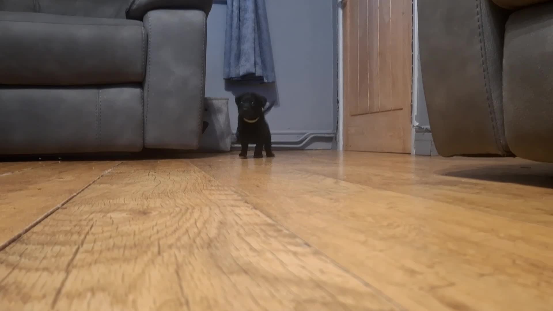 Labrador Retriever dogs for sale: Black labrador puppies - Video 3