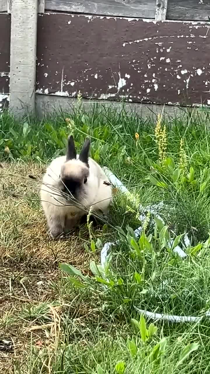 Netherland Dwarf rabbits for sale: Bunny up for sale - Responds to snuggles!  - Video 3