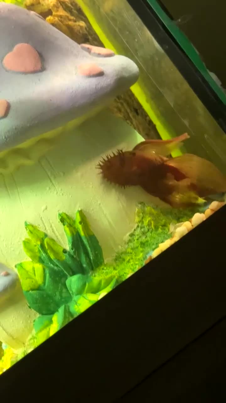 Bettas fish for sale: 350Litre 4ft Tank Plus Fish plants and decorations - Video 2