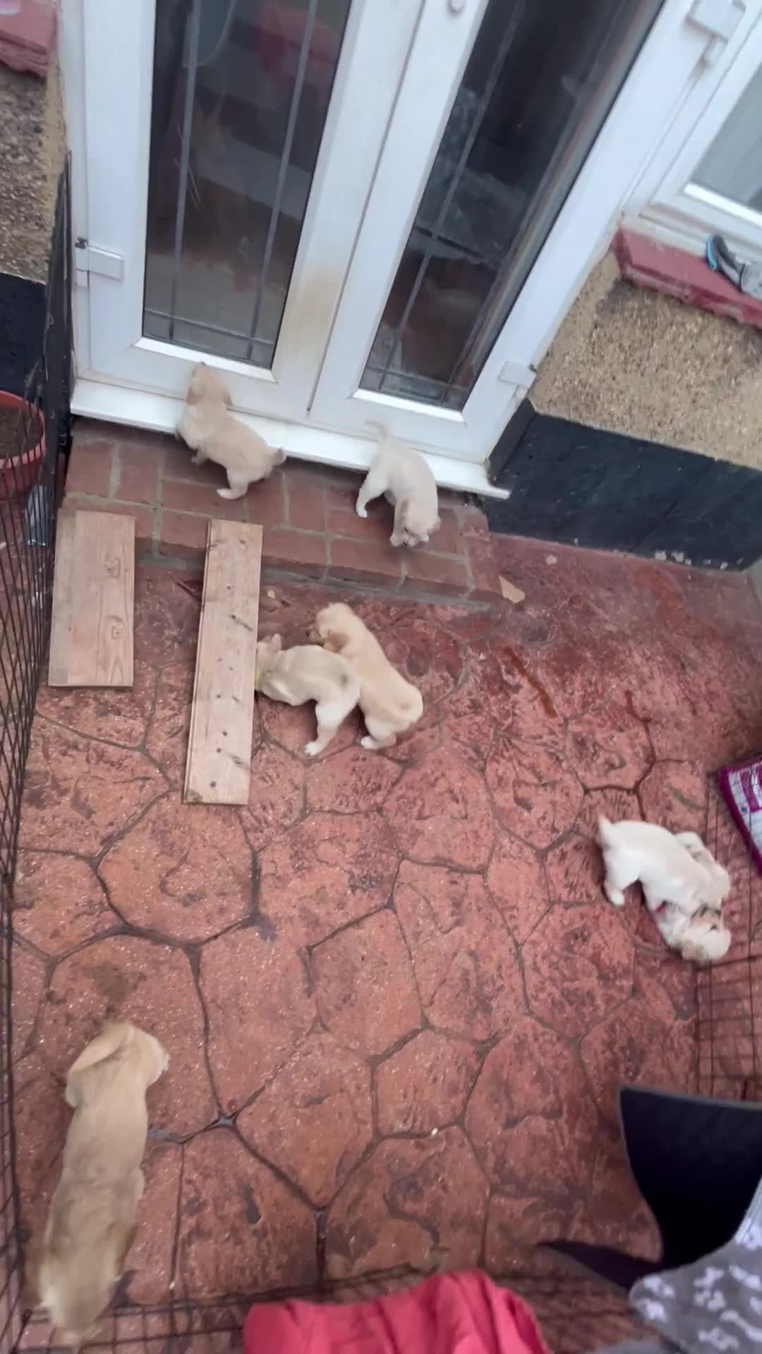 Golden Retriever dogs for sale: Golden Retrievers pure breed puppies - Video 1