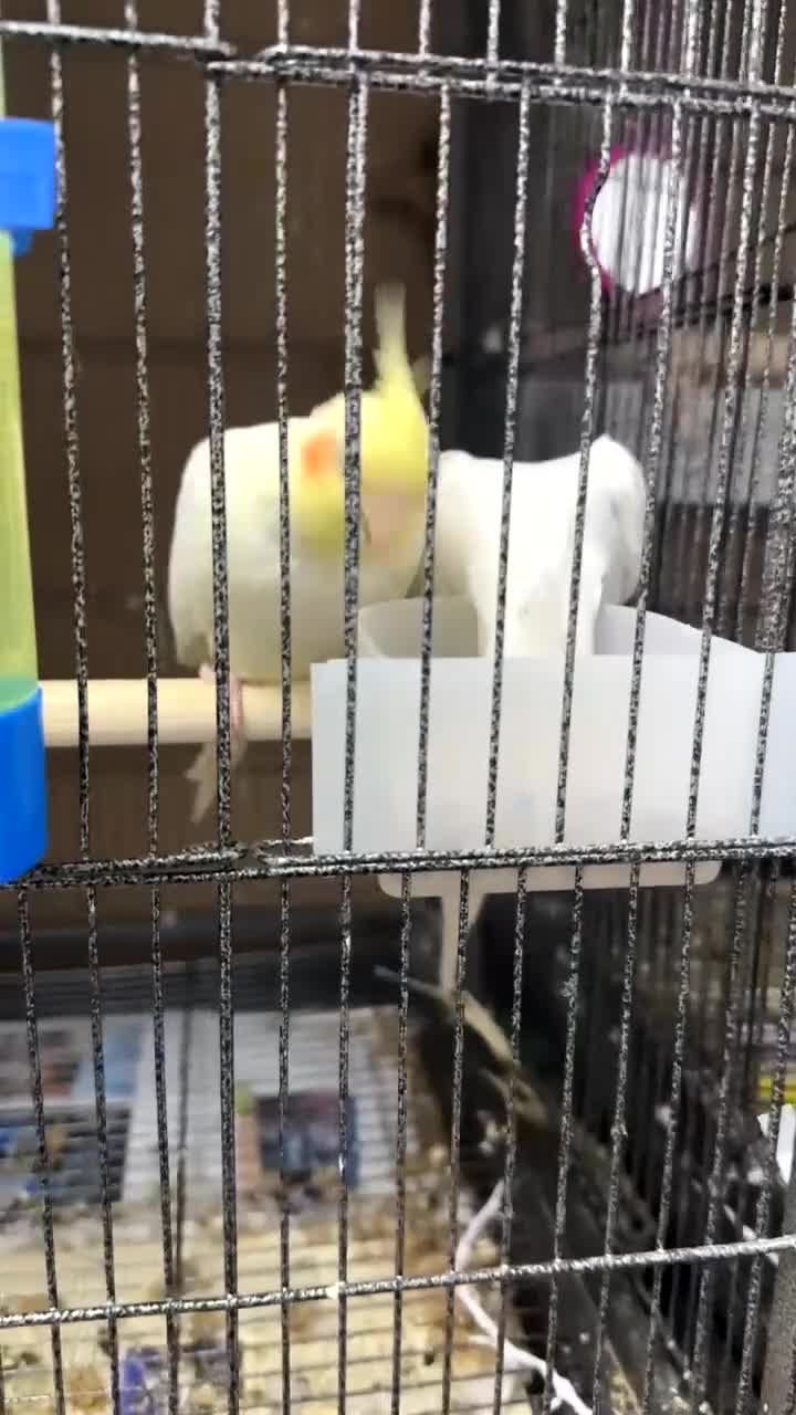Cockatiels birds for sale: Cockatiels male and females  - Video 2
