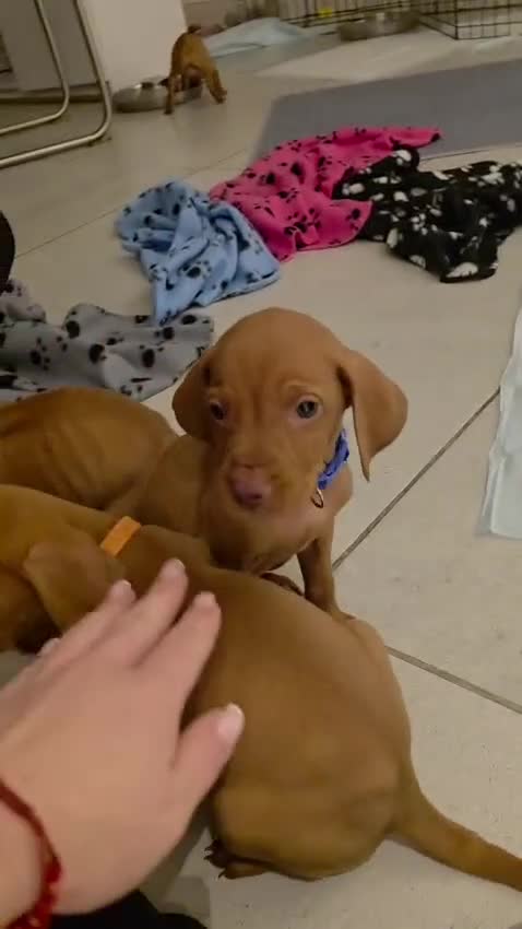 Hungarian Vizsla dogs for sale: Hungarian Vizsla Puppies Looking forForever Homes! - Video 1