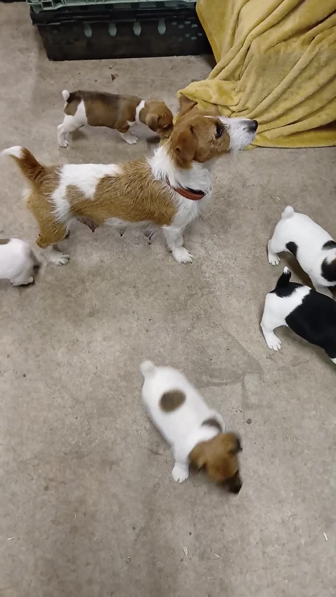 Jack Russell dogs for sale: Jack Russell puppies  - Video 1