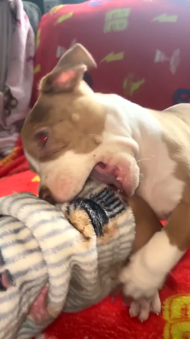 American Bully dogs for sale: All girls only  in Stockport - Video 1