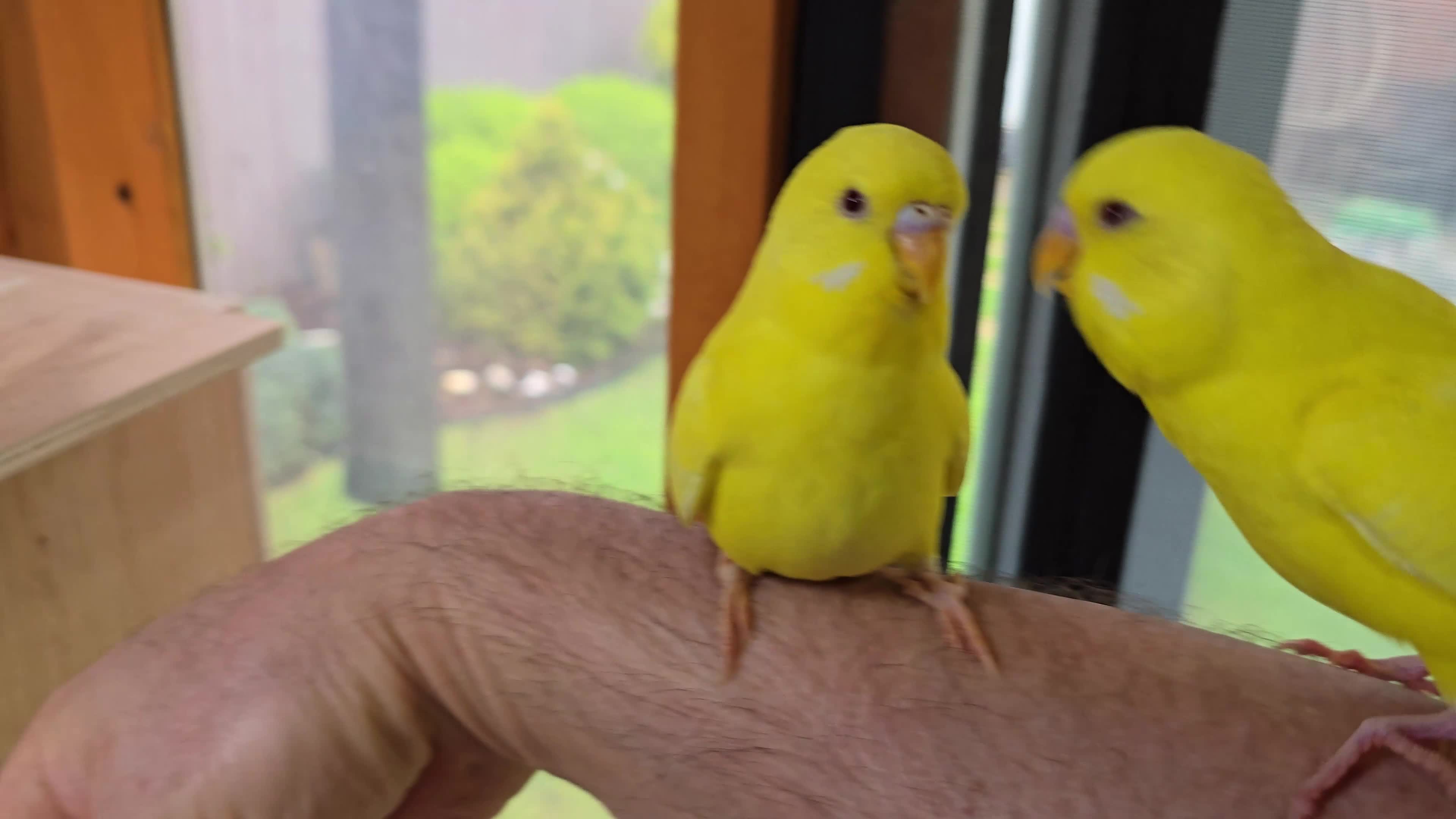 Budgerigars birds for sale: Young Budgies: Semi-tamed Lutino & Albino for sale - Video 1