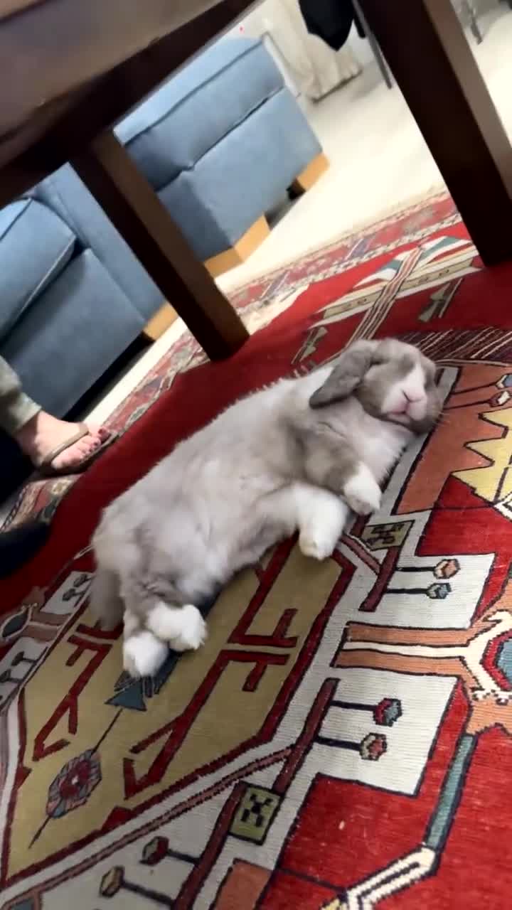 Mini Lop rabbits for sale: Mini lop Bunny - Video 1