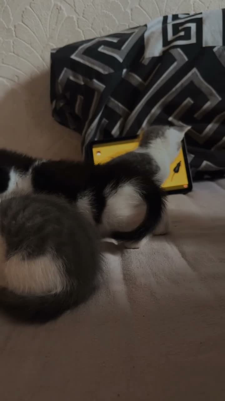 Mixed Breed cats for sale: Beautiful bengal x korat kittens  - Video 1