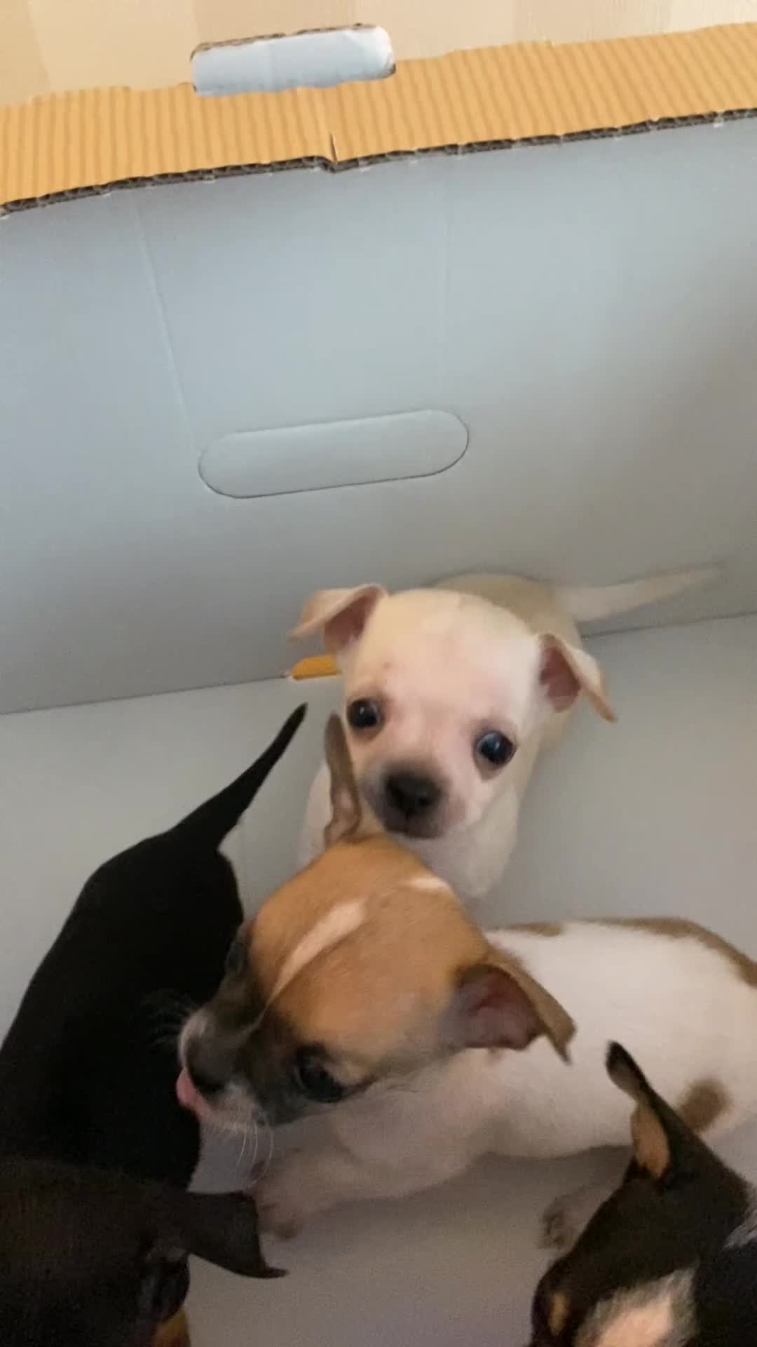 Chihuahua dogs for sale: Tiny Girl & Boy Chihuahuas available  - Video 1