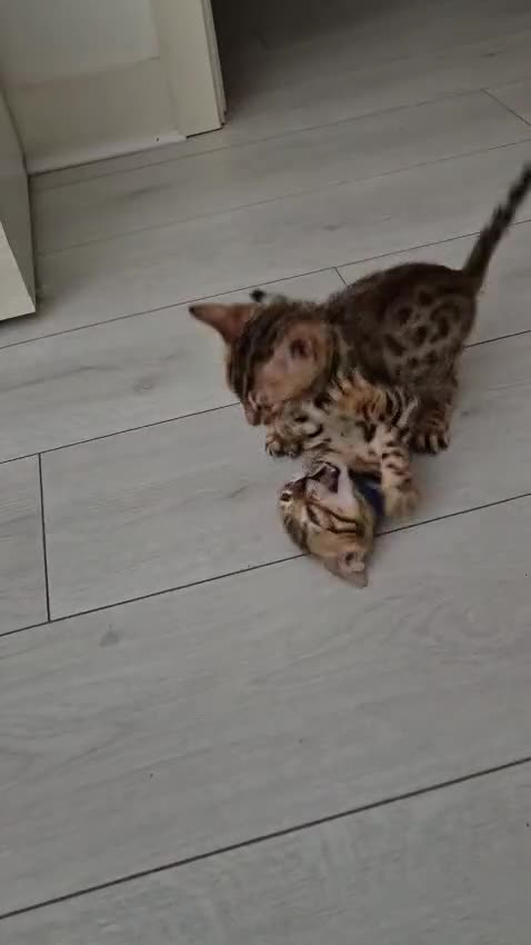 Bengal cats for sale:  🐾Four Beautiful Bengal Kittens🐾 - Video 1