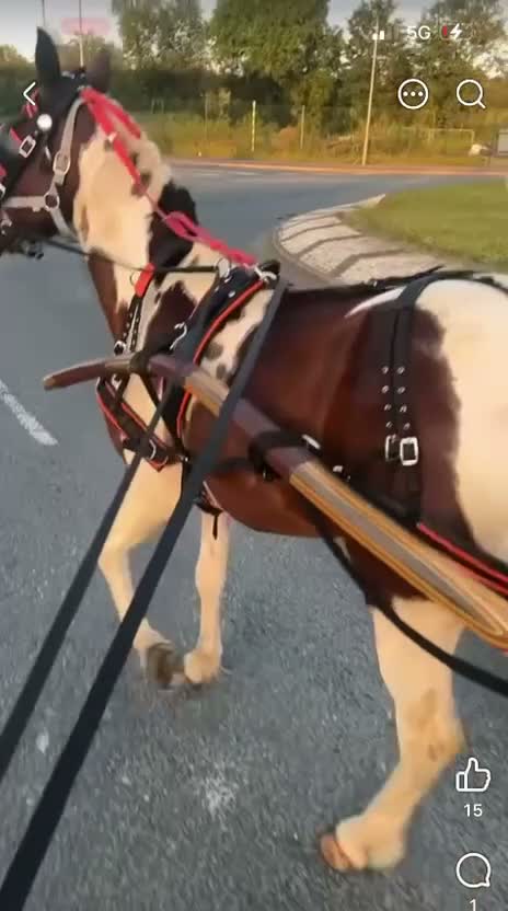 Polish Halfbred horses for sale: 14hh 5 year old gelding ride and drive  - Video 5
