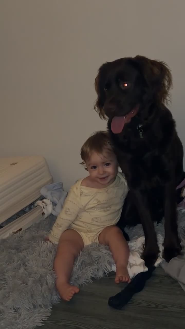 Cockerdor dogs for sale: Labrador mix dog for sale  - Video 1