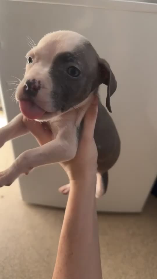 Mixed Breed dogs for sale: American bully x American bull staff 💙💕 - Video 3