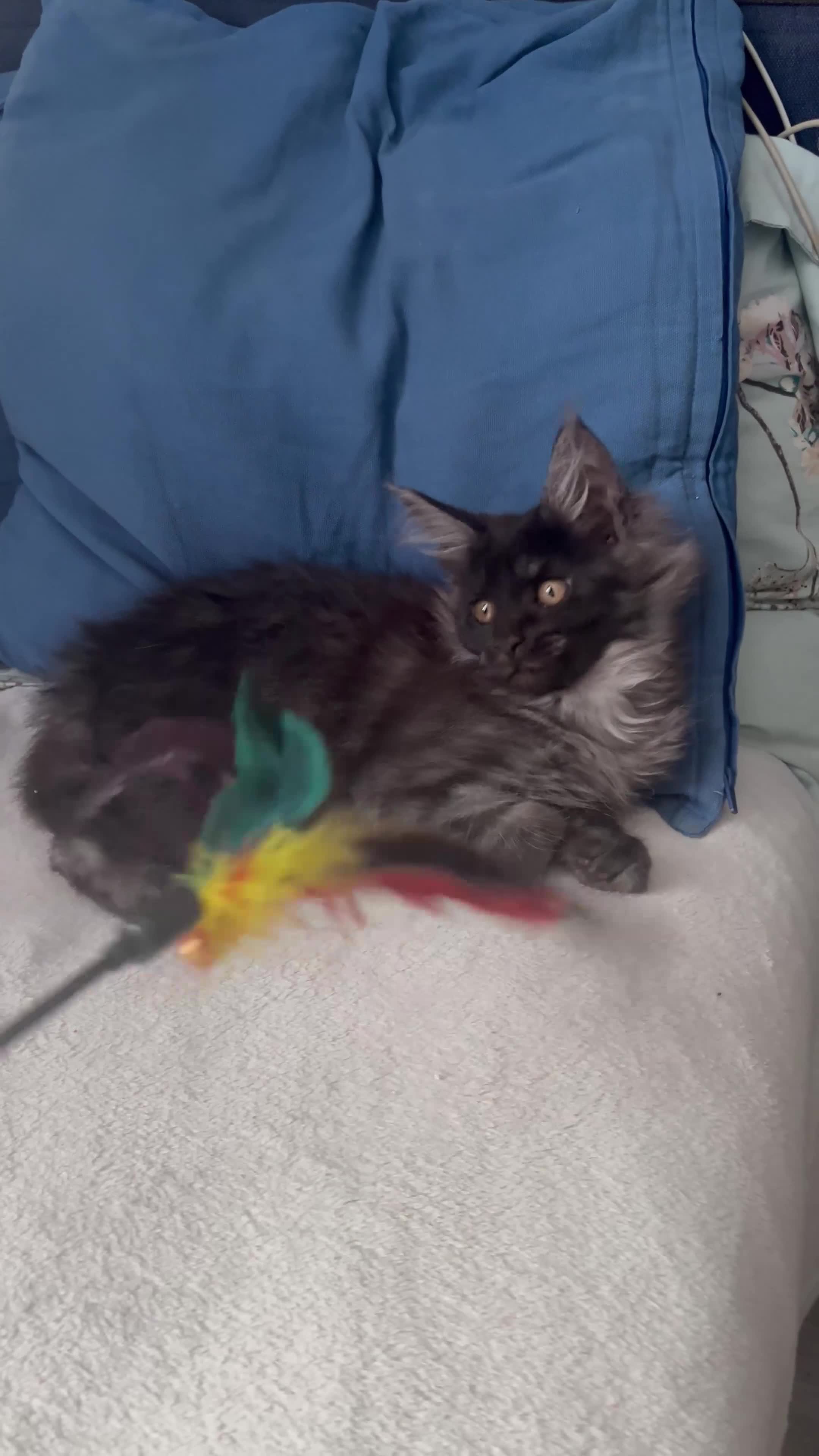 Maine Coon cats for sale: XXL  Ready Now TICA pure bread Maine Coon Kittens  - Video 1