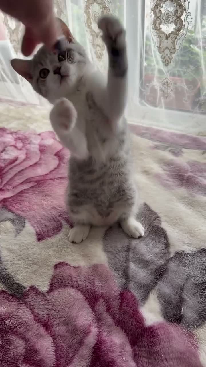 British Shorthair cats for sale: BSH kittens 💝 5 🌟🌟🌟🌟🌟 - Video 1