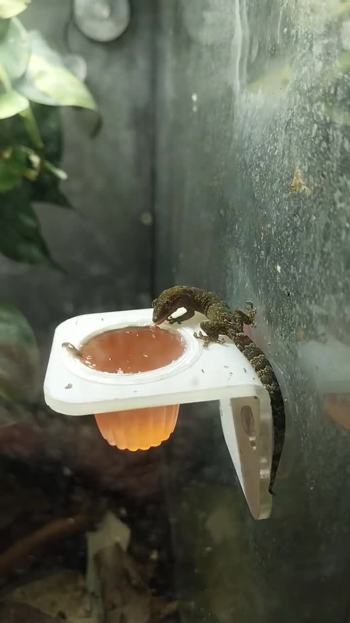 Gecko reptiles for sale: Mourning Gecko hatchlings. - Video 3