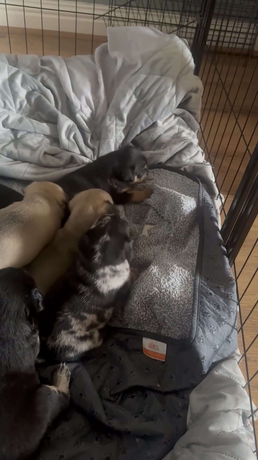 Mixed Breed dogs for sale: French Bulldog/Manchester Terrier hybrid. - Video 2