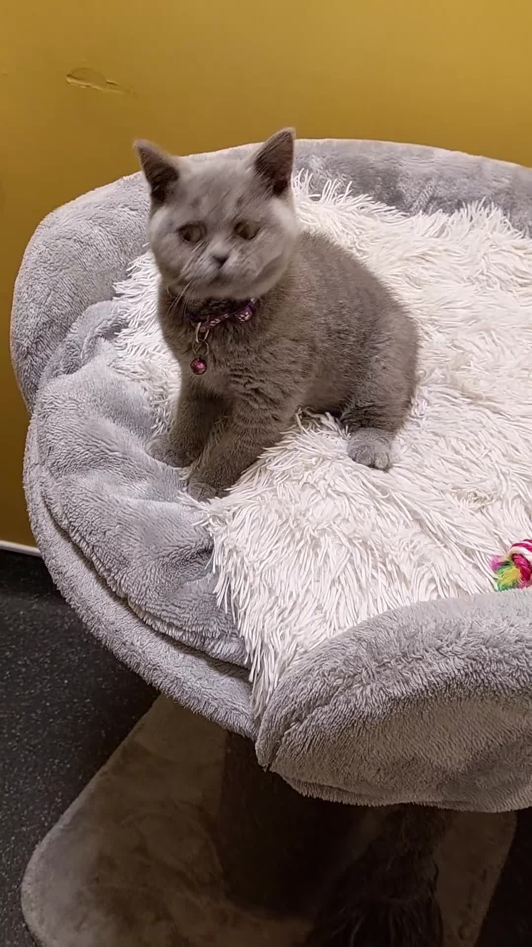 British Shorthair cats for sale: OUTSTANDING🏆PEDIGREE🎖CH SIRED in Dudley - Video 3