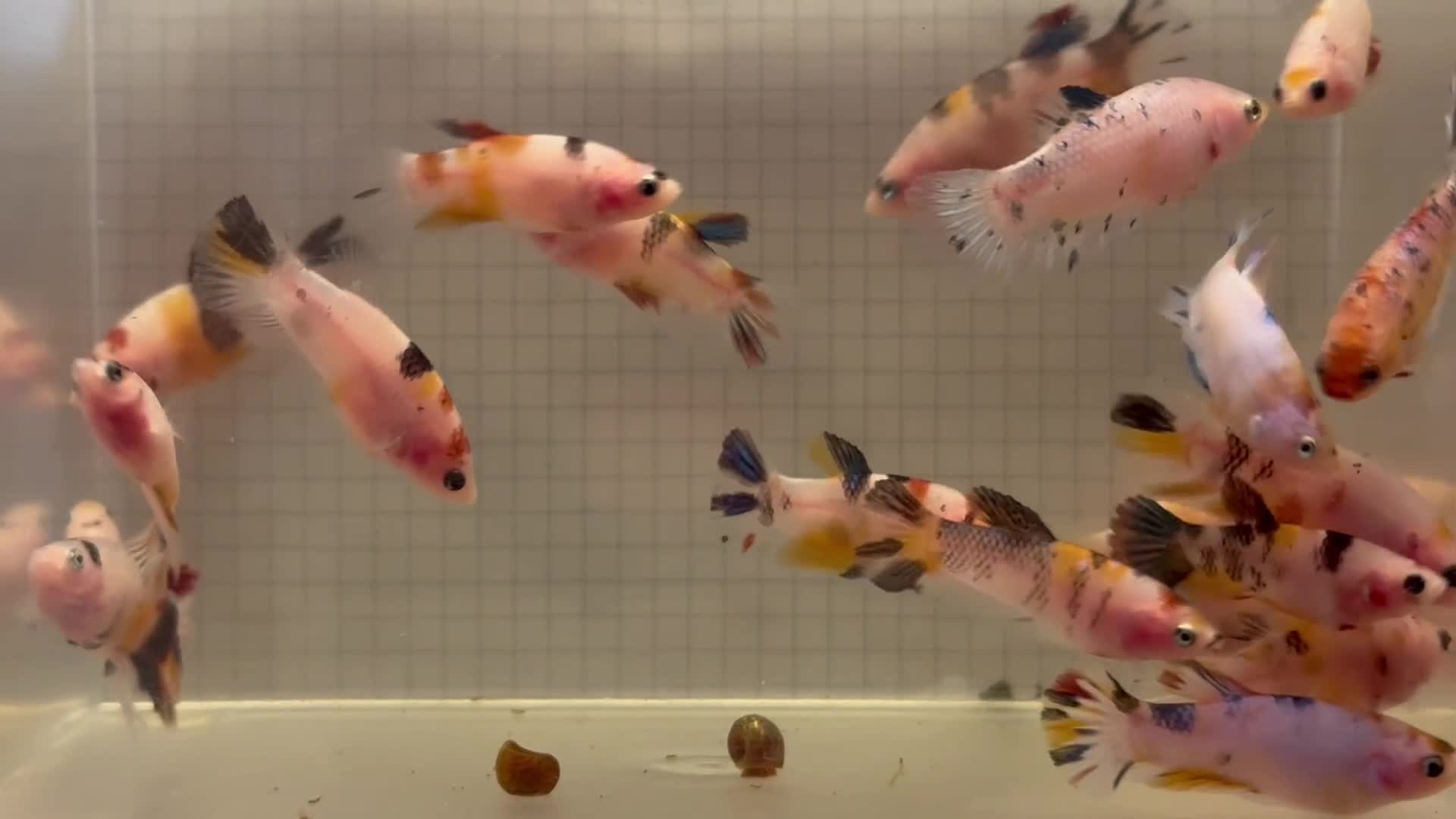 Bettas fish for sale: Plakat female koi betta fish  - Video 1