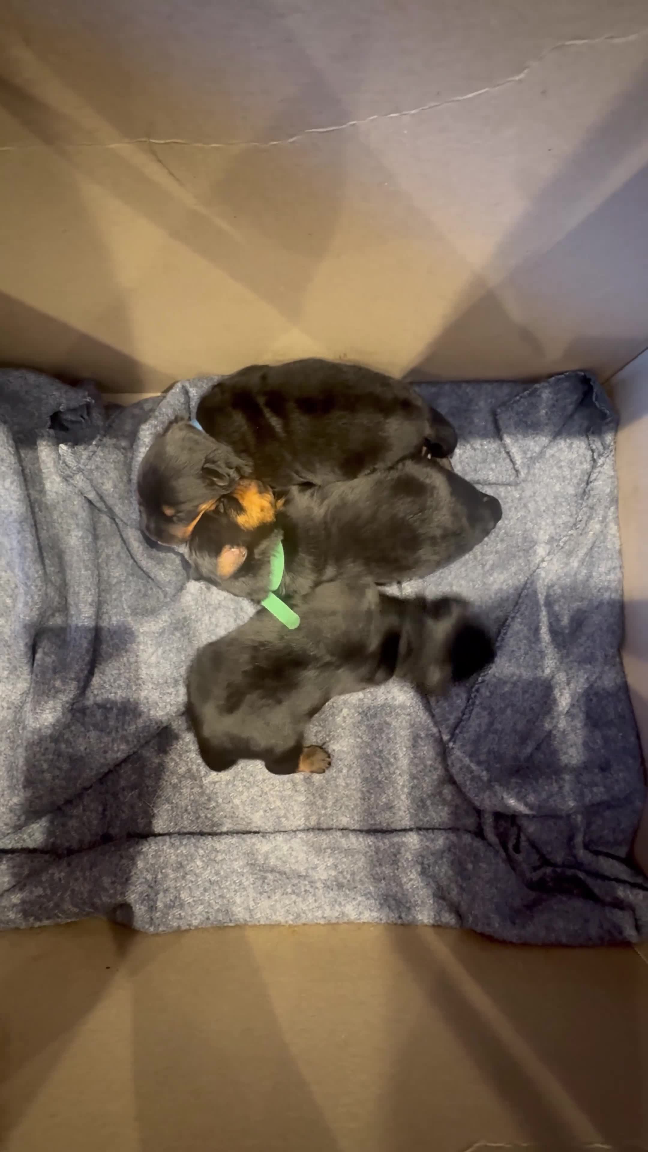 Rottweiler dogs for sale: Chunky Rotwieler pups for sale  - Video 2