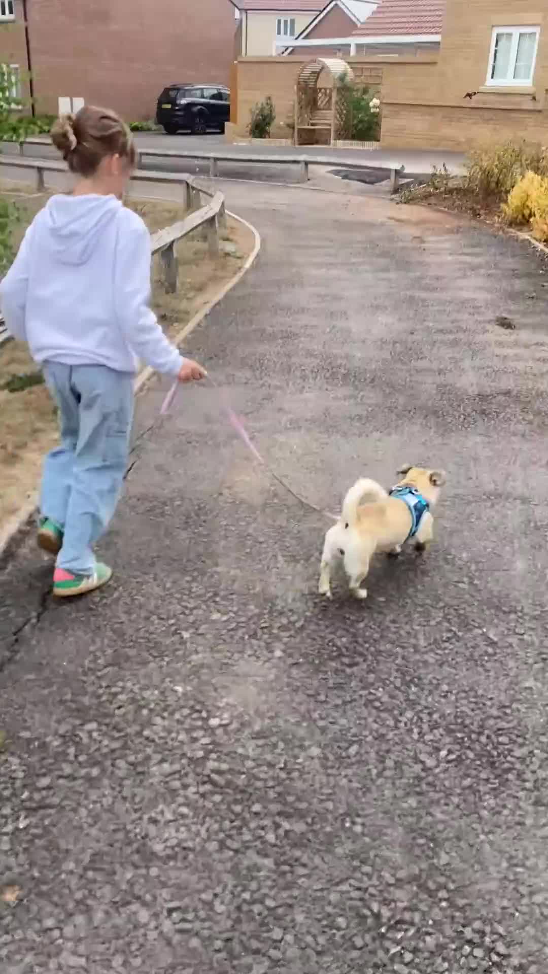 Jug dogs for sale: 8 month old beautiful little girl Jug in Taunton - Video 1