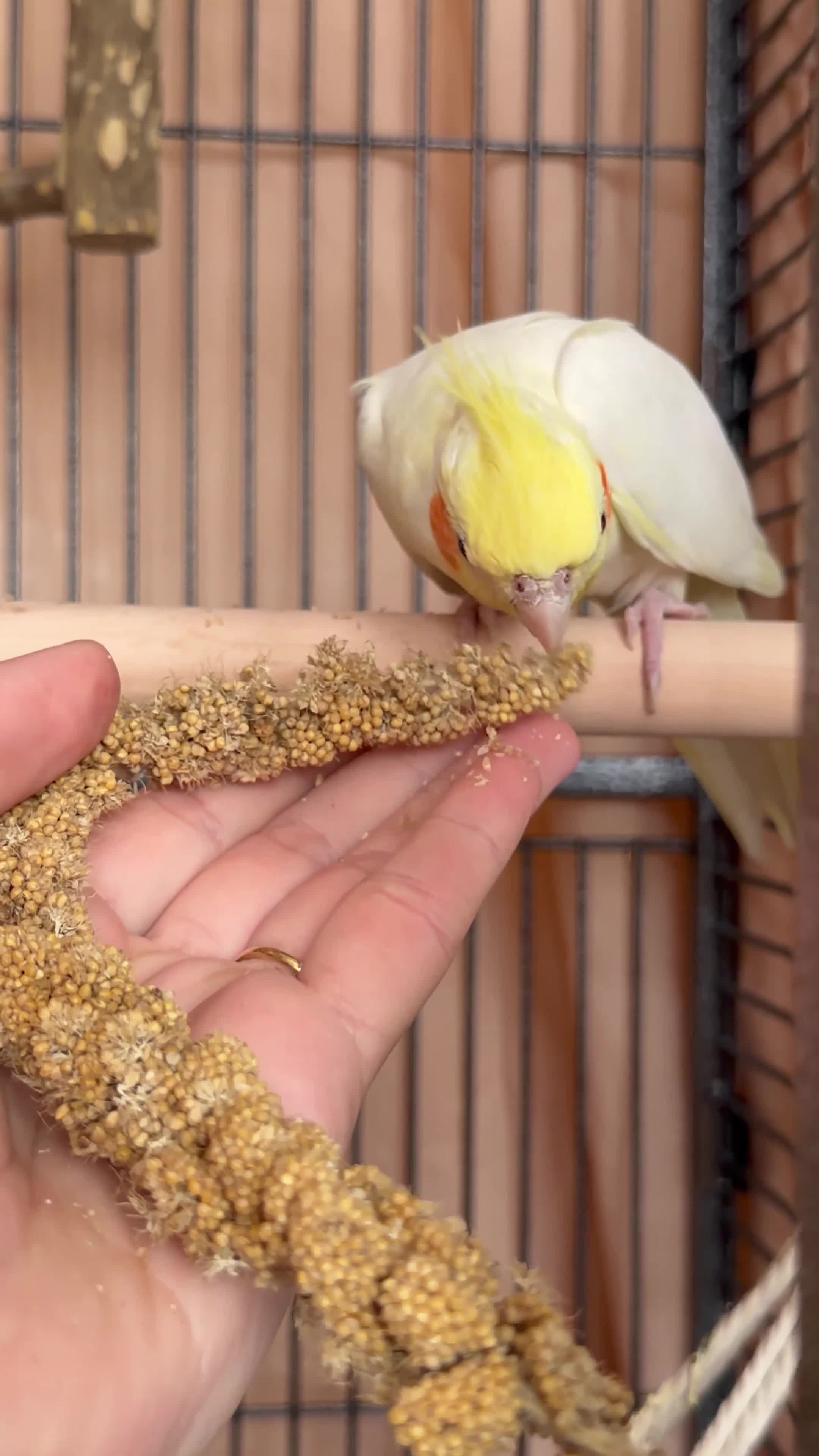 Cockatiels birds for sale: Cockatiel with full setup – loving home  in London - Video 2