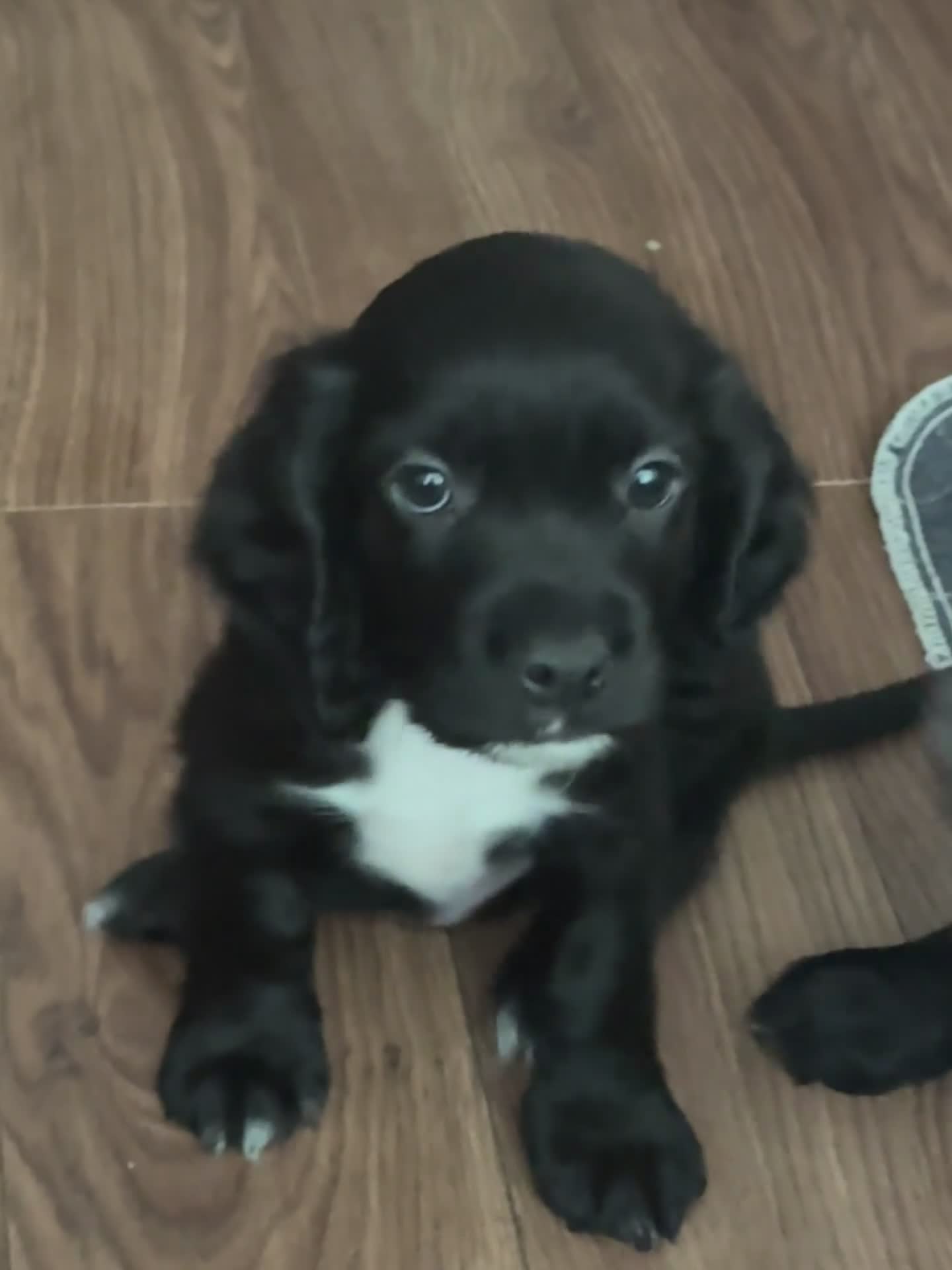 Cocker Spaniel dogs for sale: Gorgeous Cocker Spaniel Puppies 🐾  - Video 1