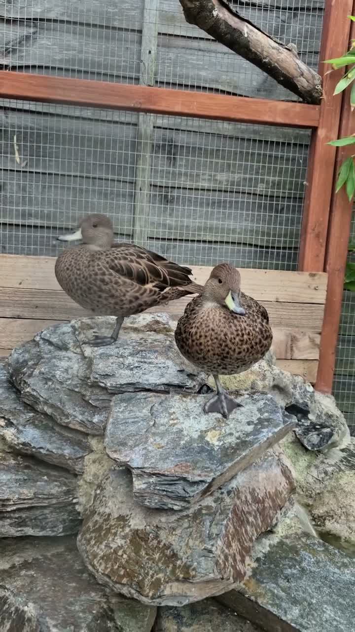Waterfowl poultry for sale: South Georgia Pintail pair - Video 2