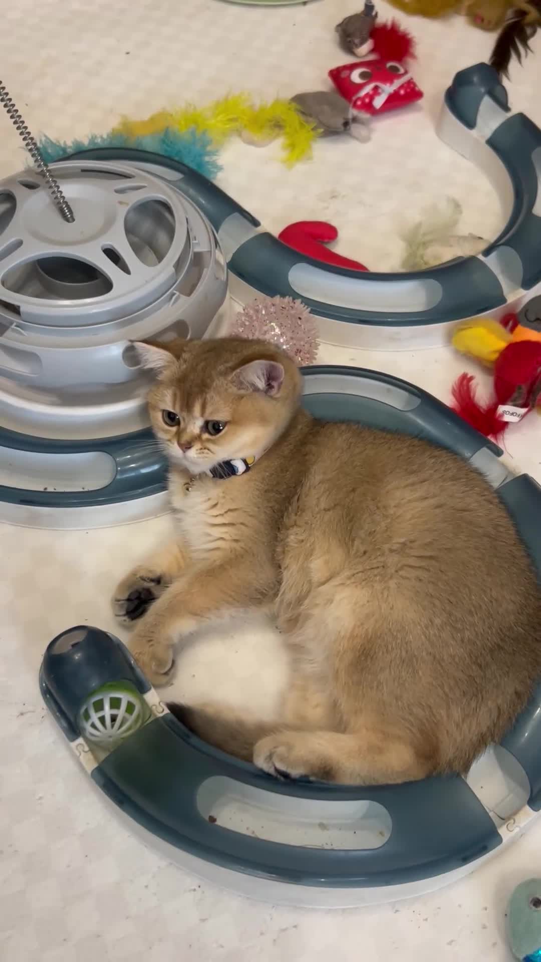 Scottish Fold cats for sale: Beautiful Golden Chinchilla kittens  - Video 1