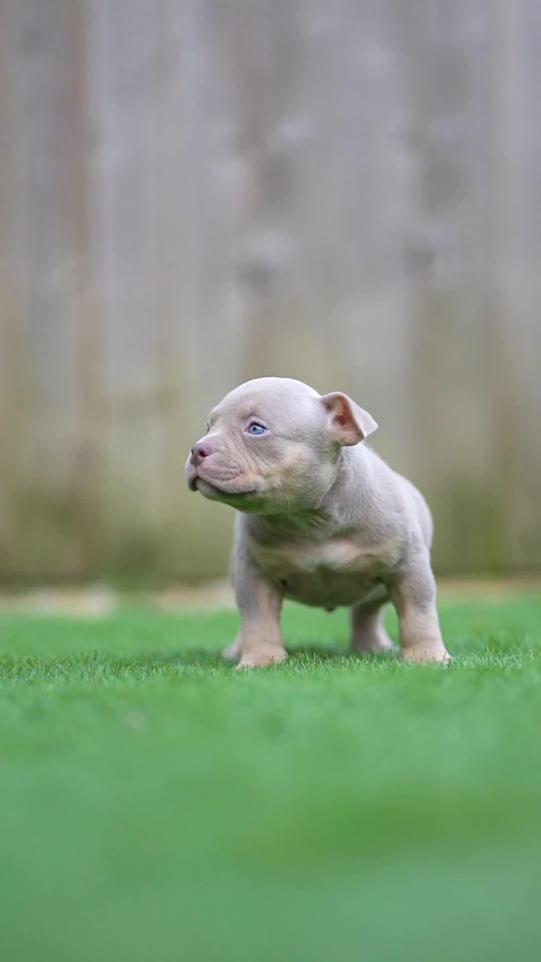 American Bully dogs for sale: Pocket Bully Puppies - Video 2