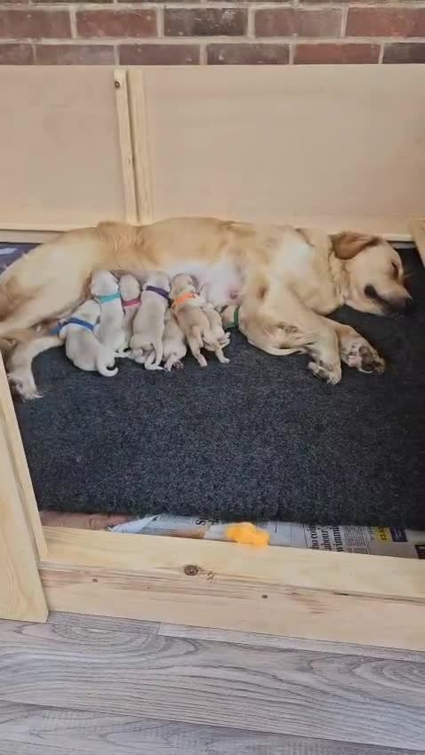 Golden Retriever dogs for sale: Pedigree Golden Retriver Puppies - Video 2