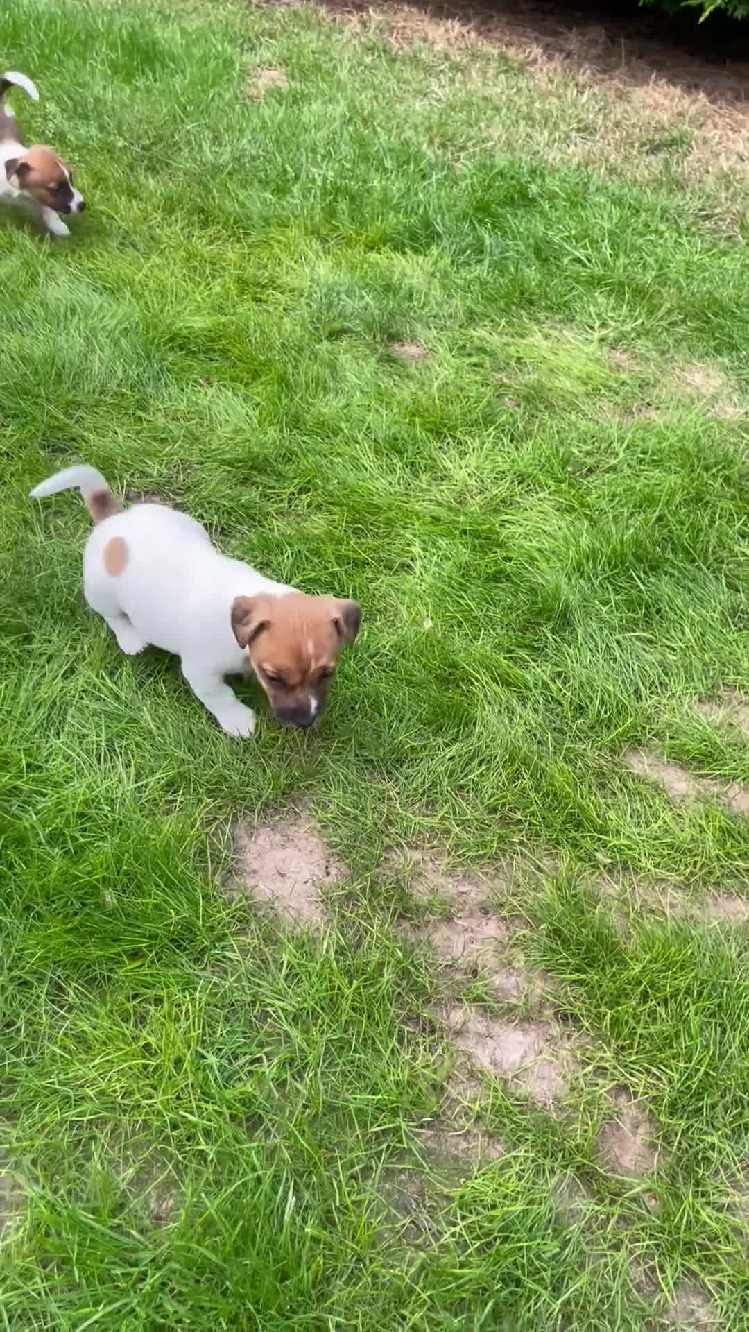 Jack Russell dogs for sale: Jack Russell Puppy  in Kirriemuir - Video 1