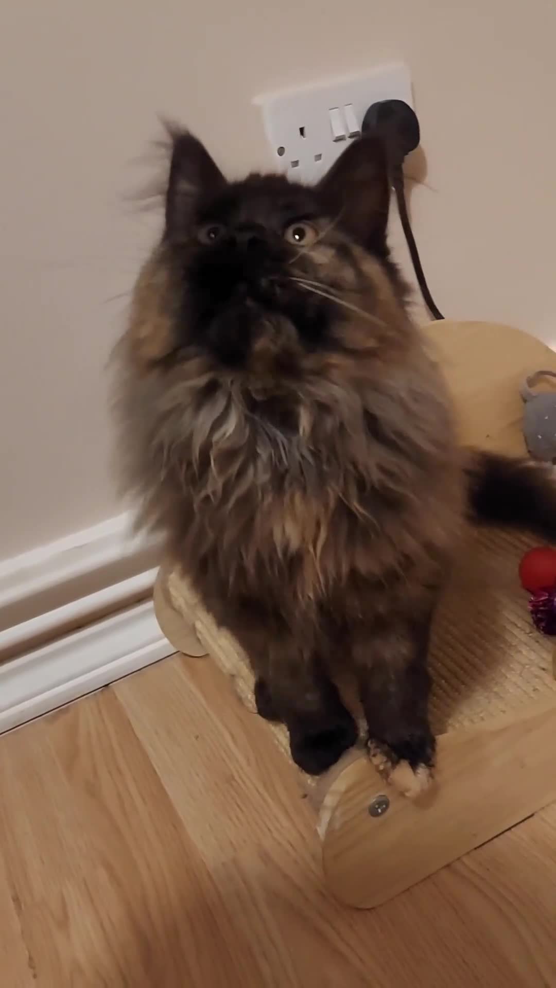 Maine Coon cats for sale: CUTE  MAINE COON GIRL /DNA/GCCF  - Video 4