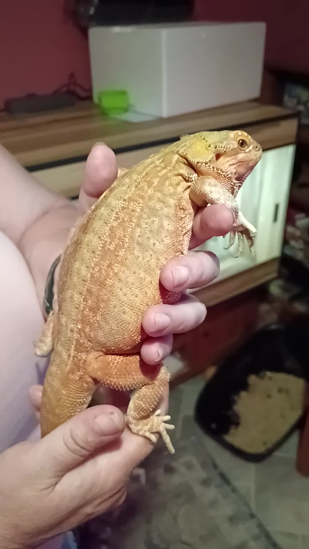 Bearded Dragon reptiles for sale: Female hypo citrus red - Video 1