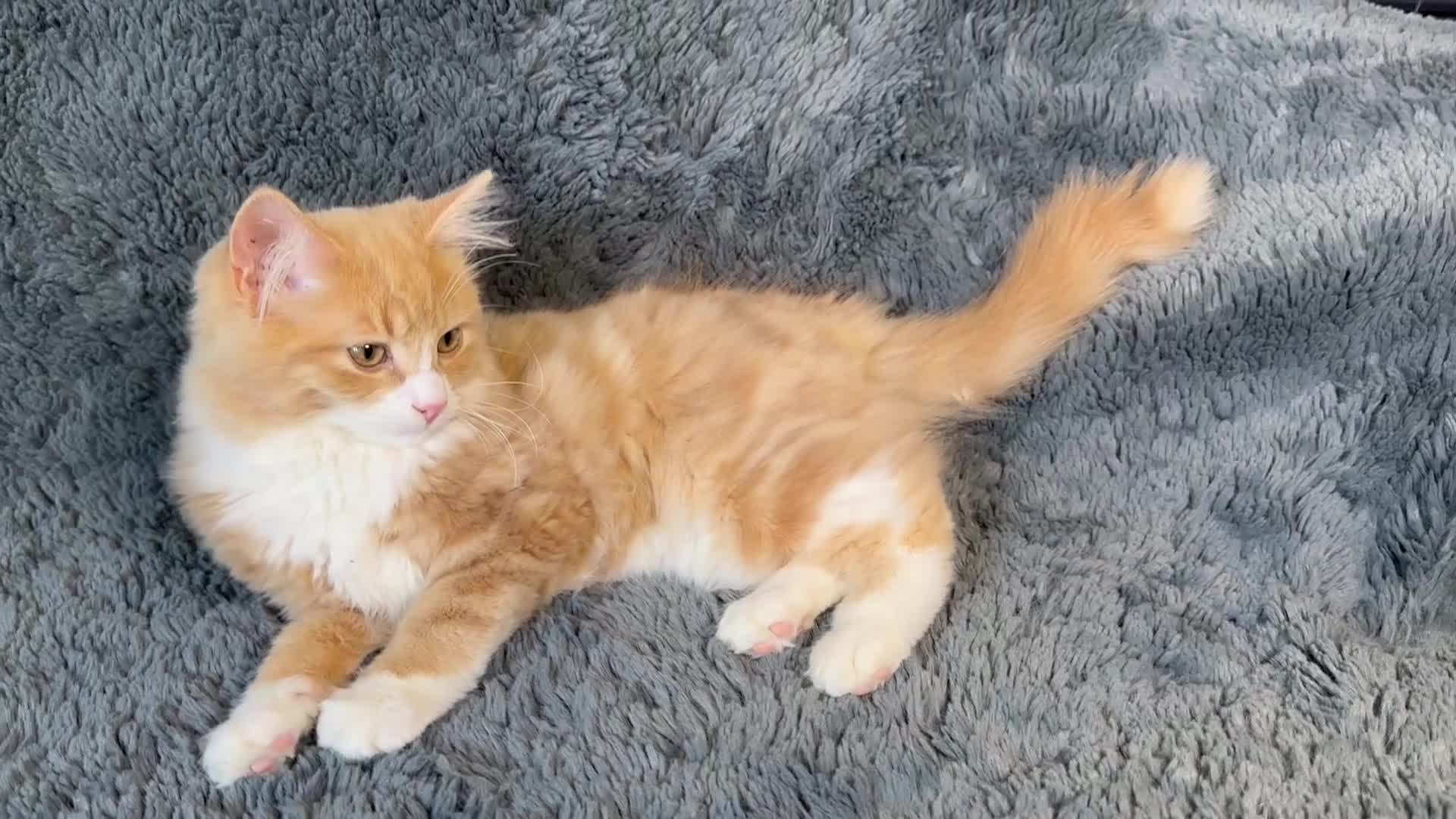 Mixed Breed cats for sale: 2 stunning kittens ready to leave now! - Video 2