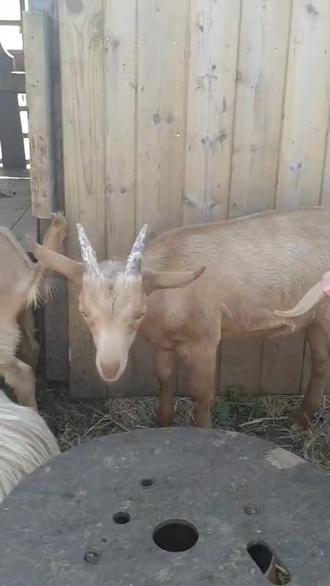 Goats livestock for sale: Royal Golden Guernsey billy kids  in Holsworthy - Video 1