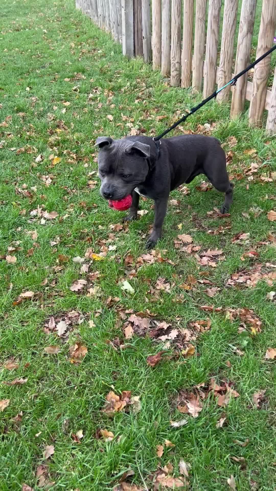 Staffordshire Bull Terrier dogs for stud: Exceptional Blue Staffordshire Stud Service -Milo in Brentford - Video 4