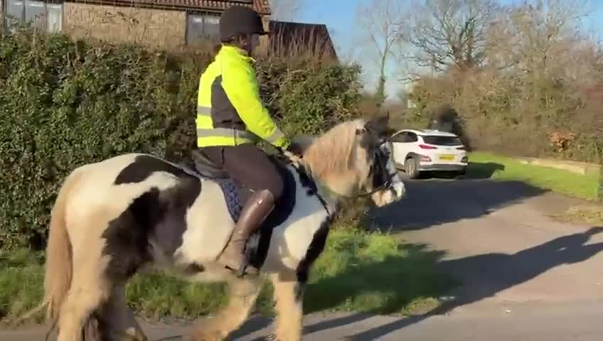Other Breed horses for sale: 13hh Cob Mare - Video 2
