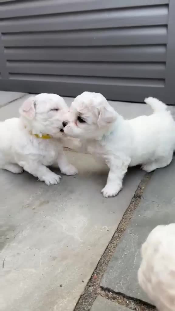Bichon Frise dogs for sale: Bichon Frise puppy's  - Video 1