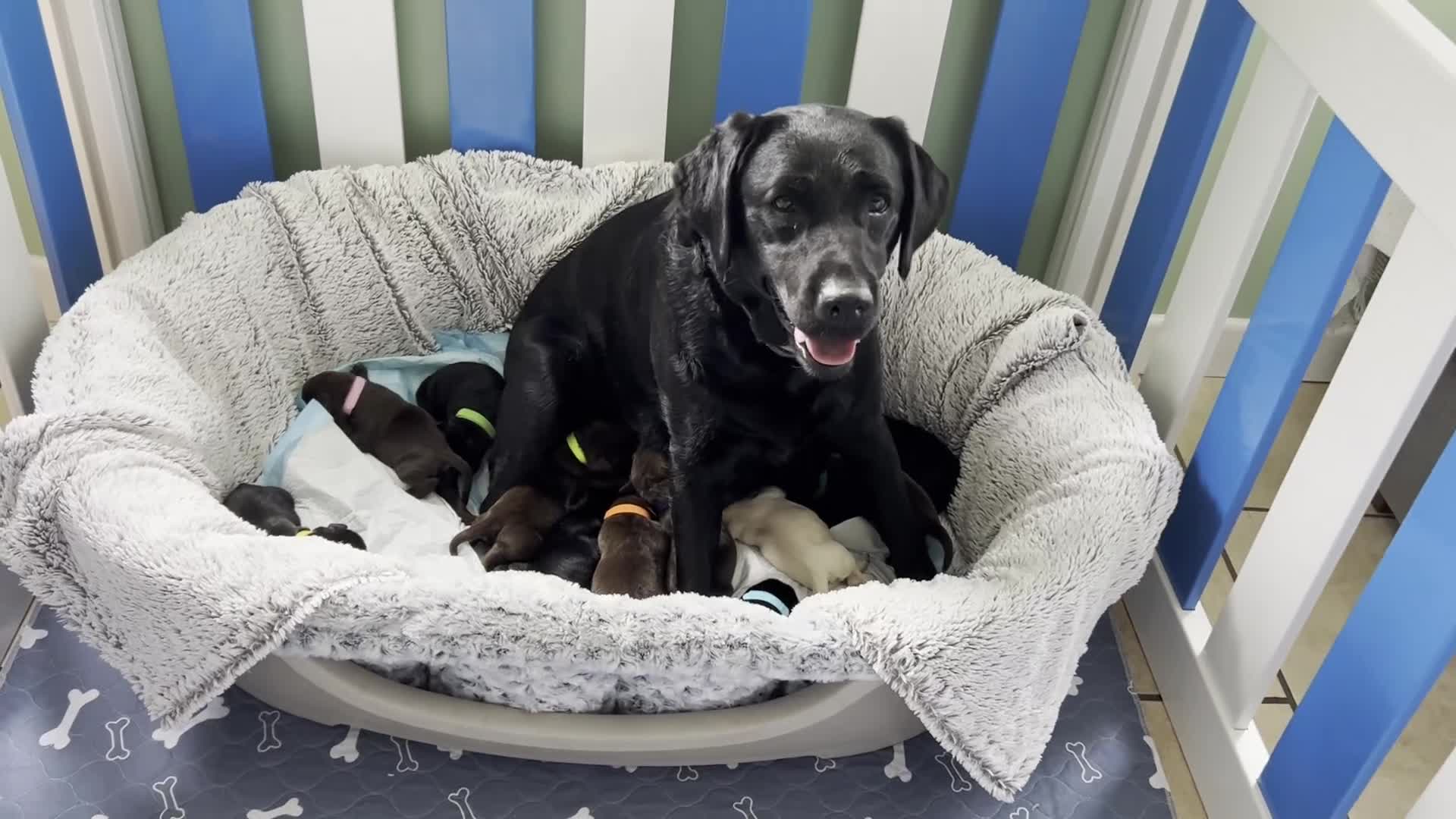 Labrador Retriever dogs for sale: KC labrador pups from fully health tested parents - Video 1