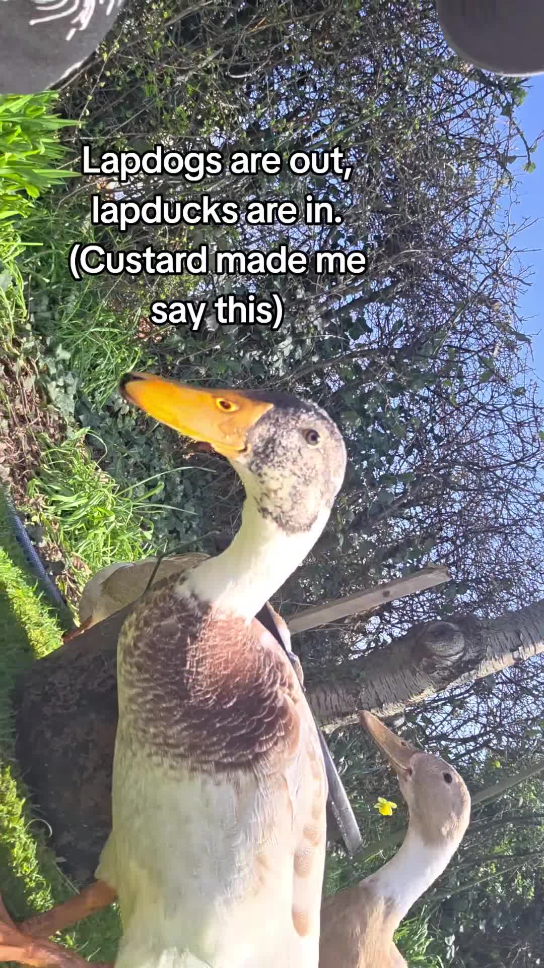 Ducks poultry for sale: Indian Runner Ducks Due April - Hand reared & tame - Video 1