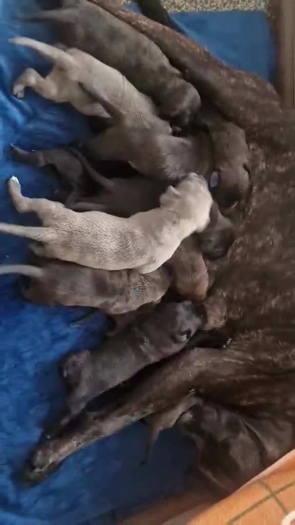 Mixed Breed dogs for sale: Wf17 7JH  - Video 1