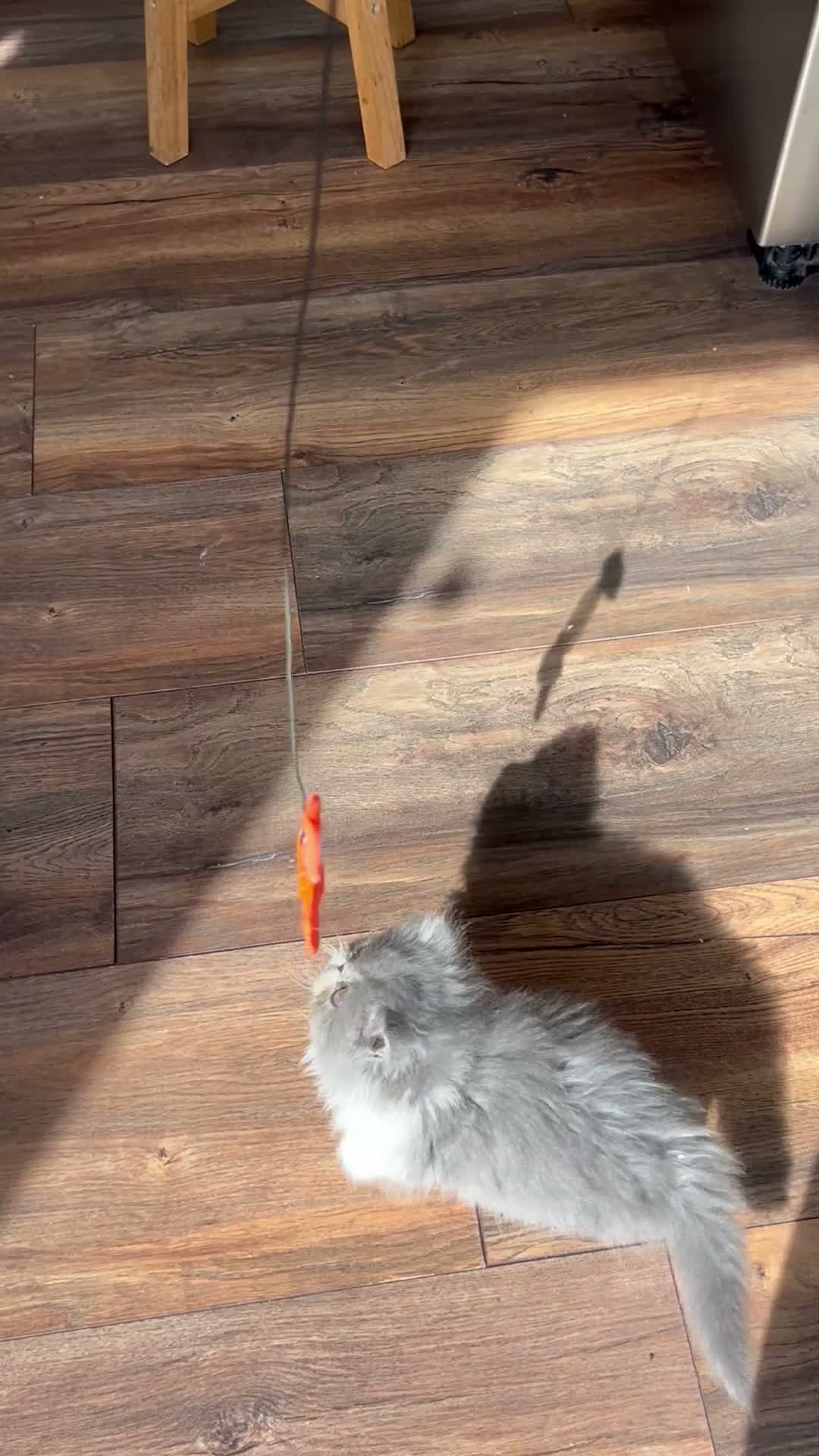 Persian cats for sale: 1 Pure Persian kitten grey/white bicolour girl - Video 1