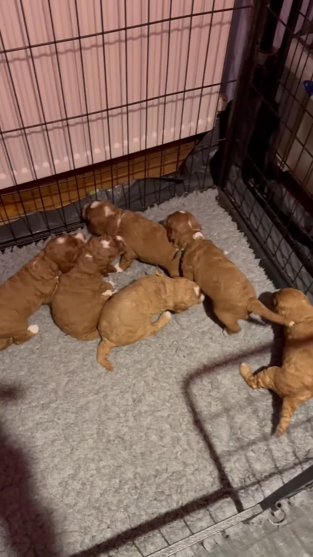 Australian Labradoodle dogs for sale: 5* Health tested Australian Labradoodles - Video 1