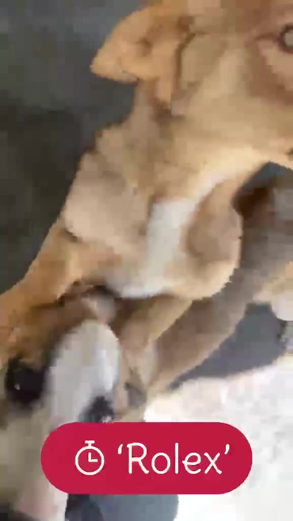 Mixed Breed dogs for adoption: Rolex. 7 months approx. Available for adoption. in Brixham - Video 1